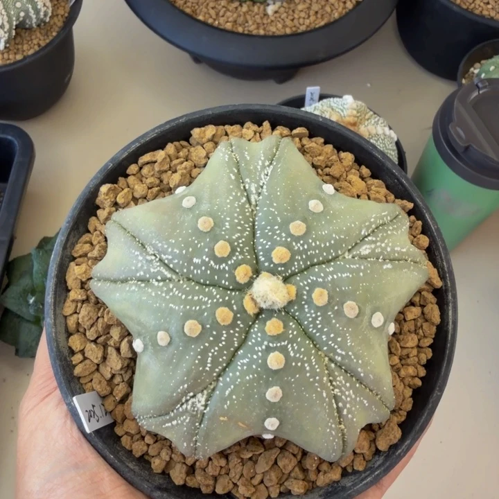 大饼蝴蝶11cm高度5cm