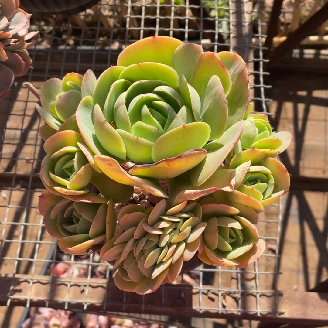 鸡蛋碧桃冠幅17 公分一物一拍