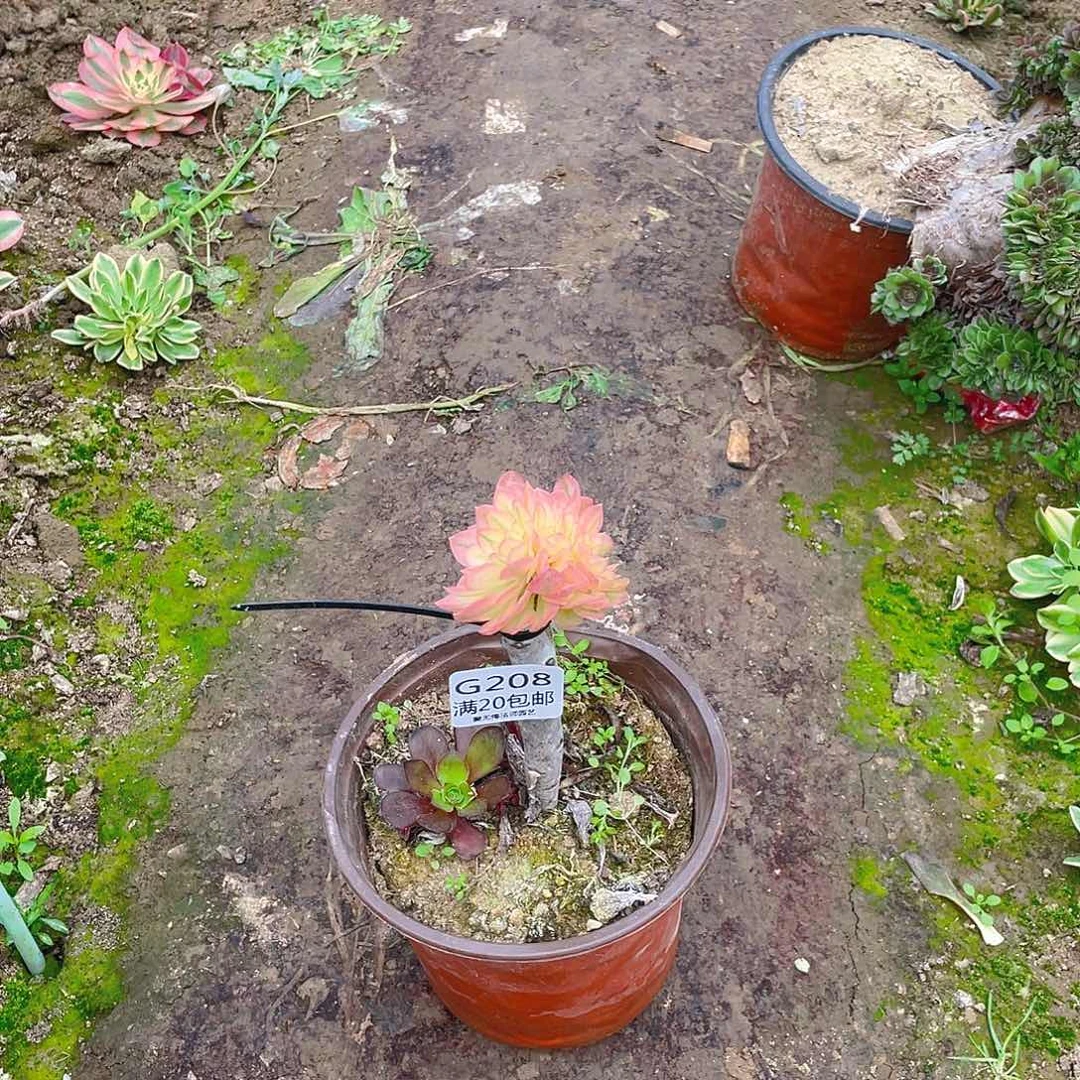 ?****y208不知名缀化多肉