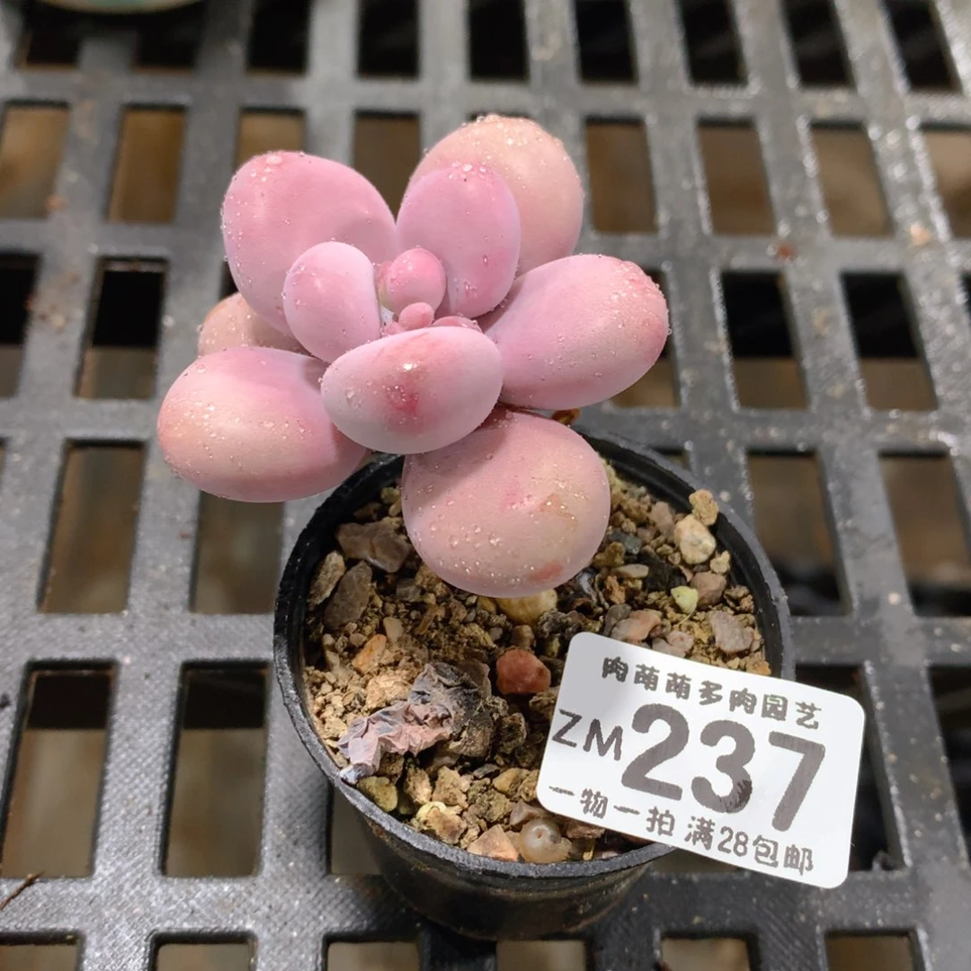 肉萌萌拇指盆精控多肉ZM237