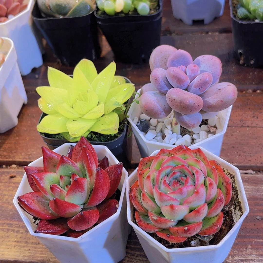 如图图4盆111111111111111