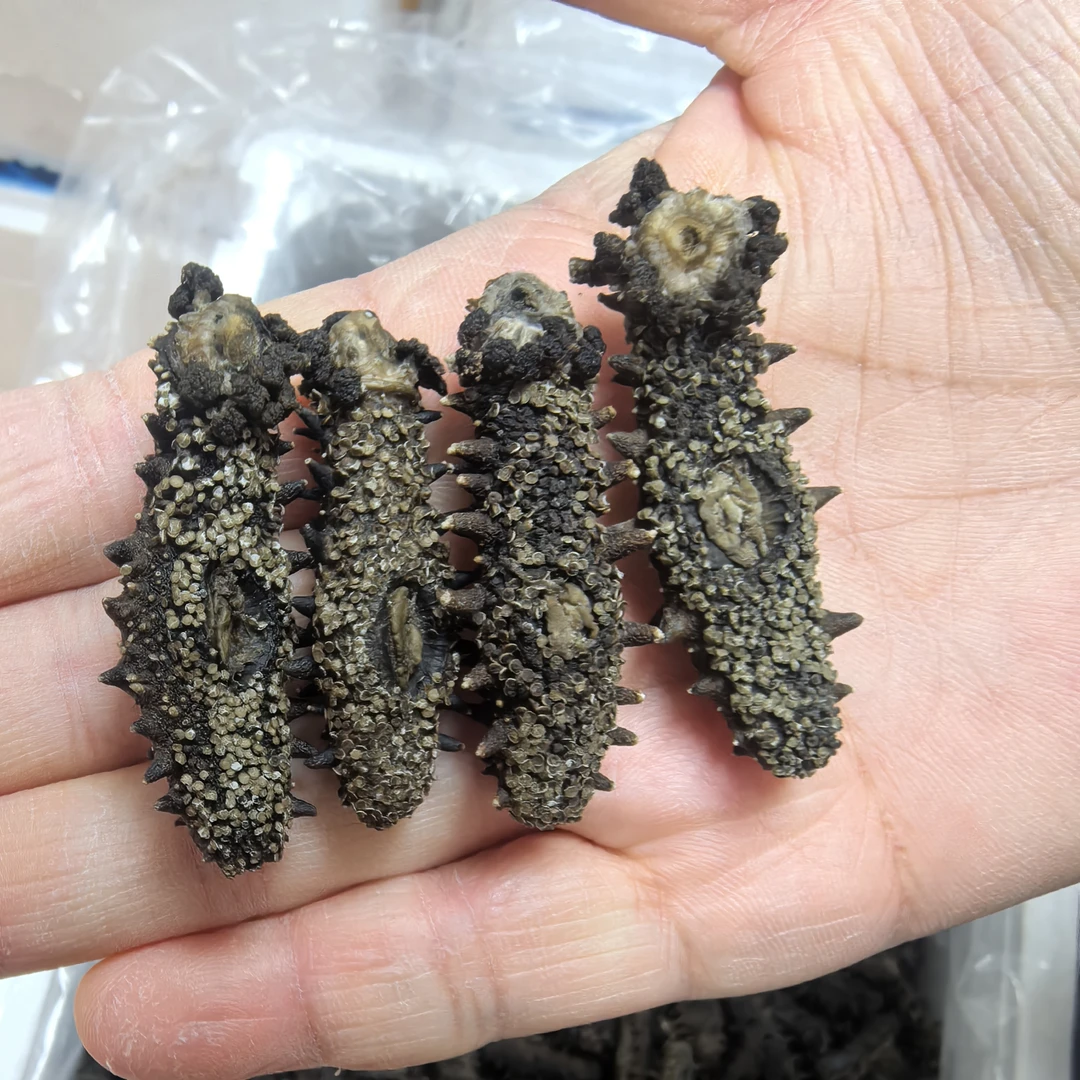 【高品质】大连辽刺参海参纯淡干滋补品140头左右/斤500G