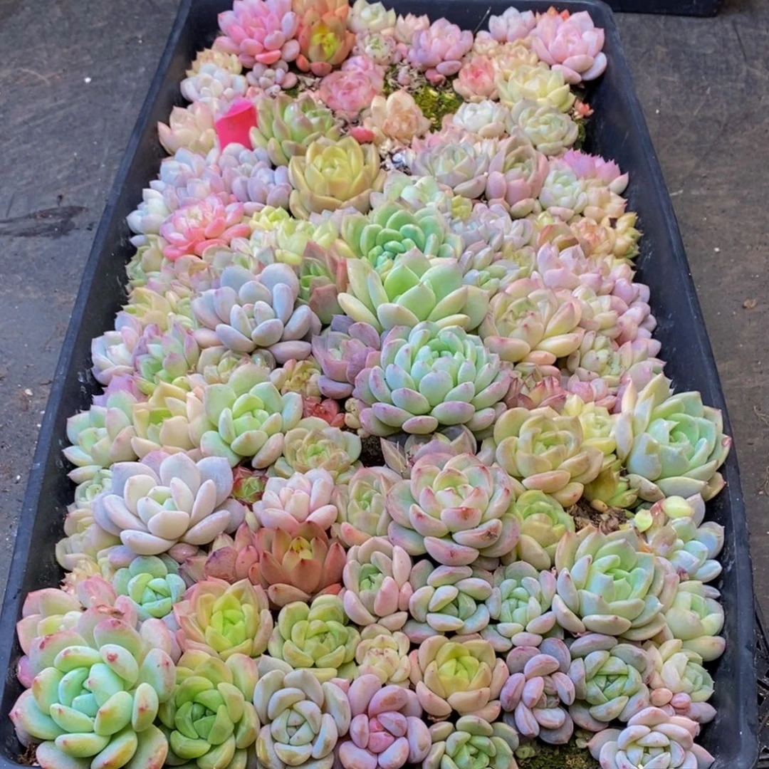 409多肉植物保护研究所所长的