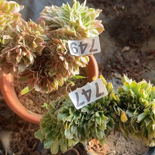 向***右多肉植物两个749.747