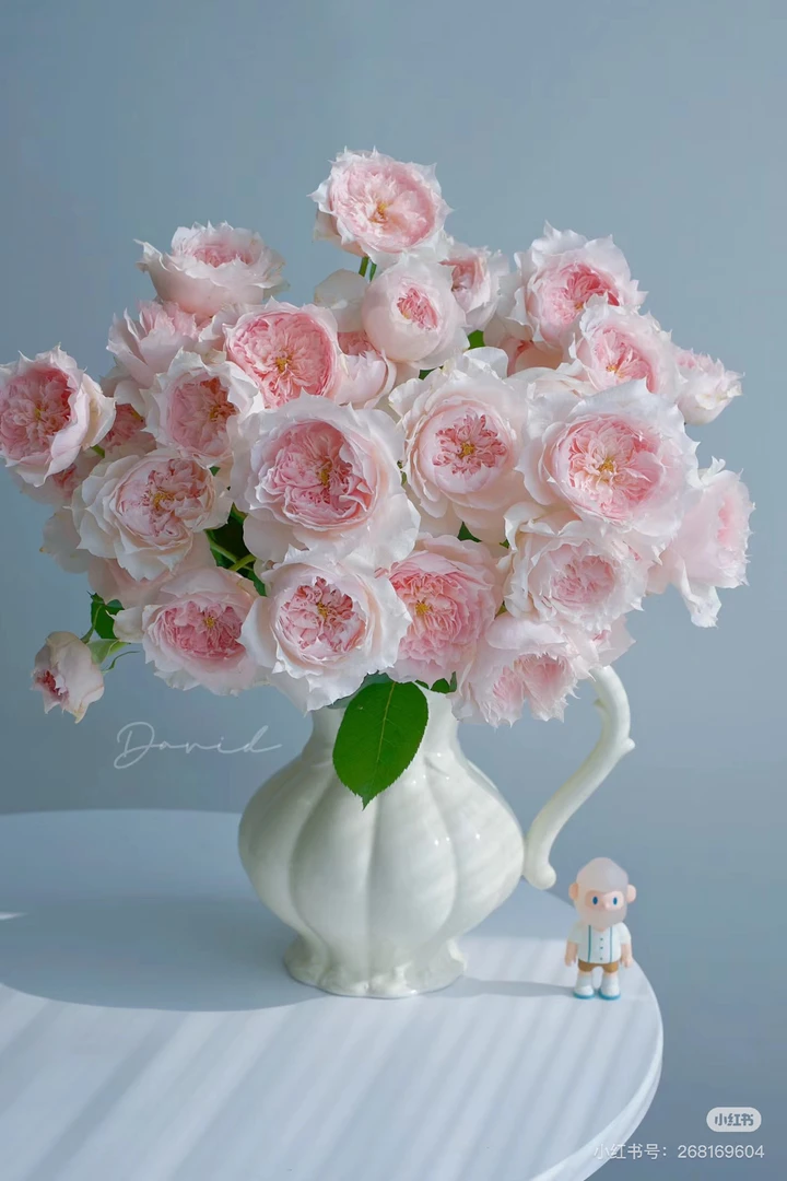 （多头玫瑰）莫妮卡戴维10支！三件顺丰空运20%不售后