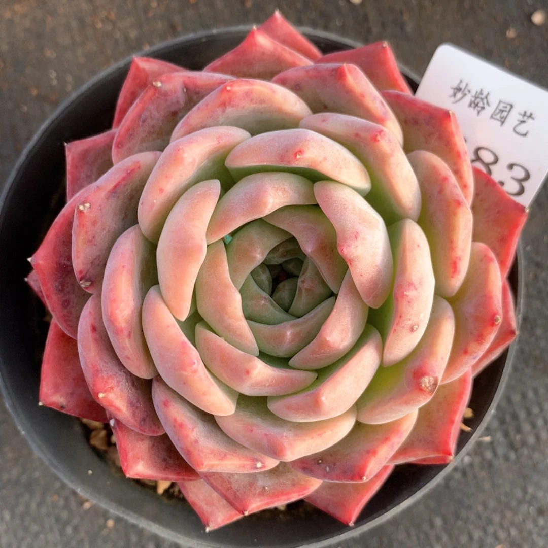 3683杂交多肉植物基地