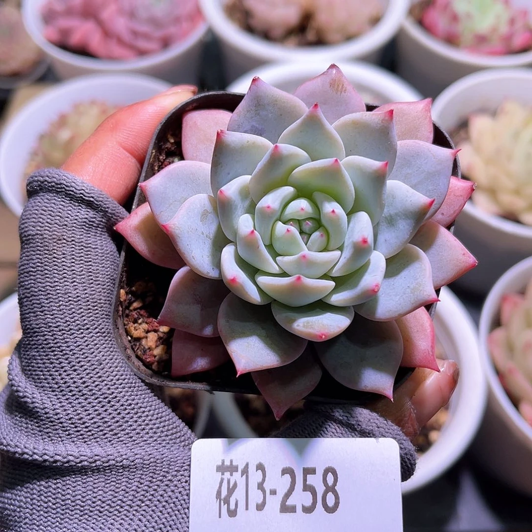 花13-258粉蓝鸟单头