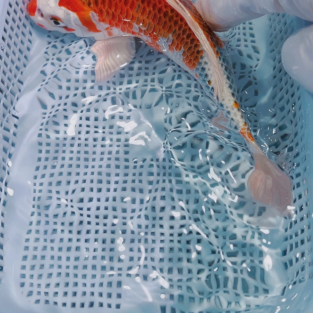 锦鲤锦鲤冷水鱼观赏134