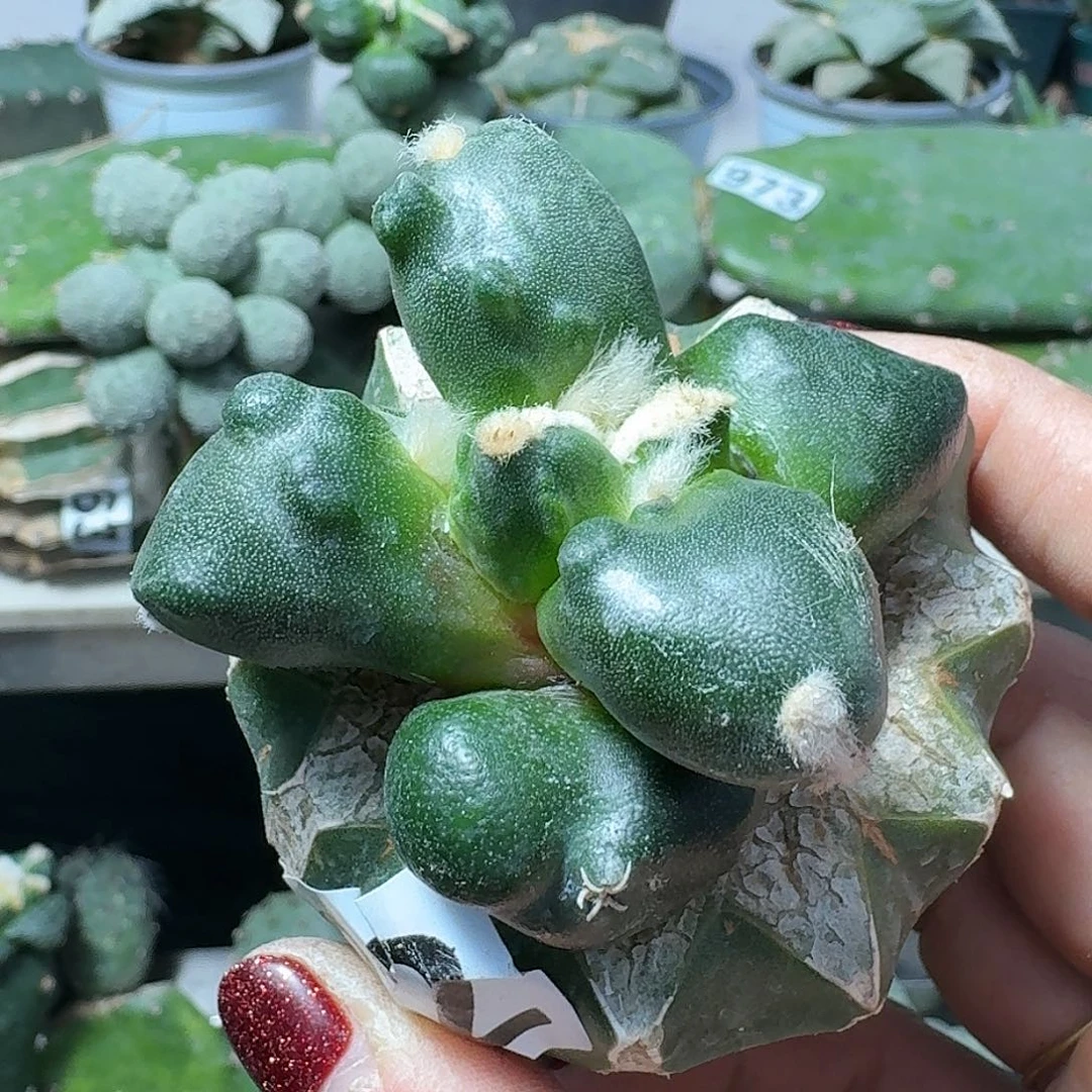 【闪购商品】无花朵佛***珠蛋尤622