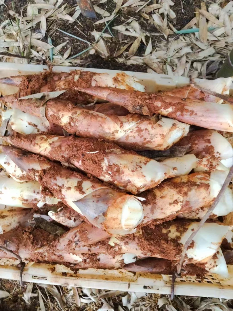 【产地直发】精品黄泥春笋自然笋新鲜现挖现发