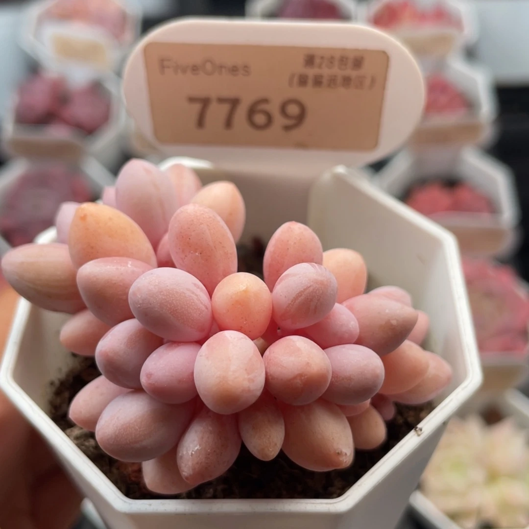 粉色恋人7769-6.0厘米