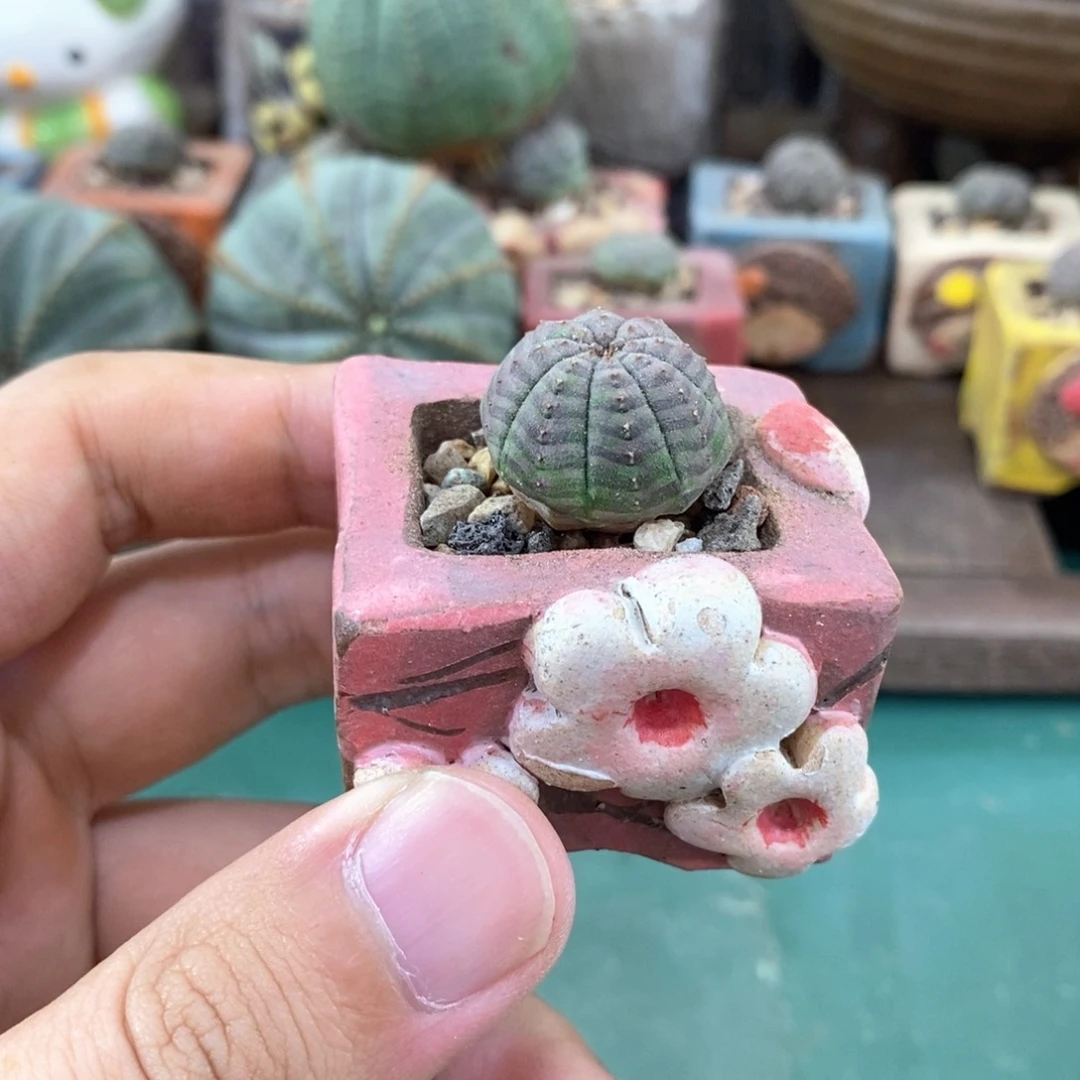 欧系实生布纹球多肉植物