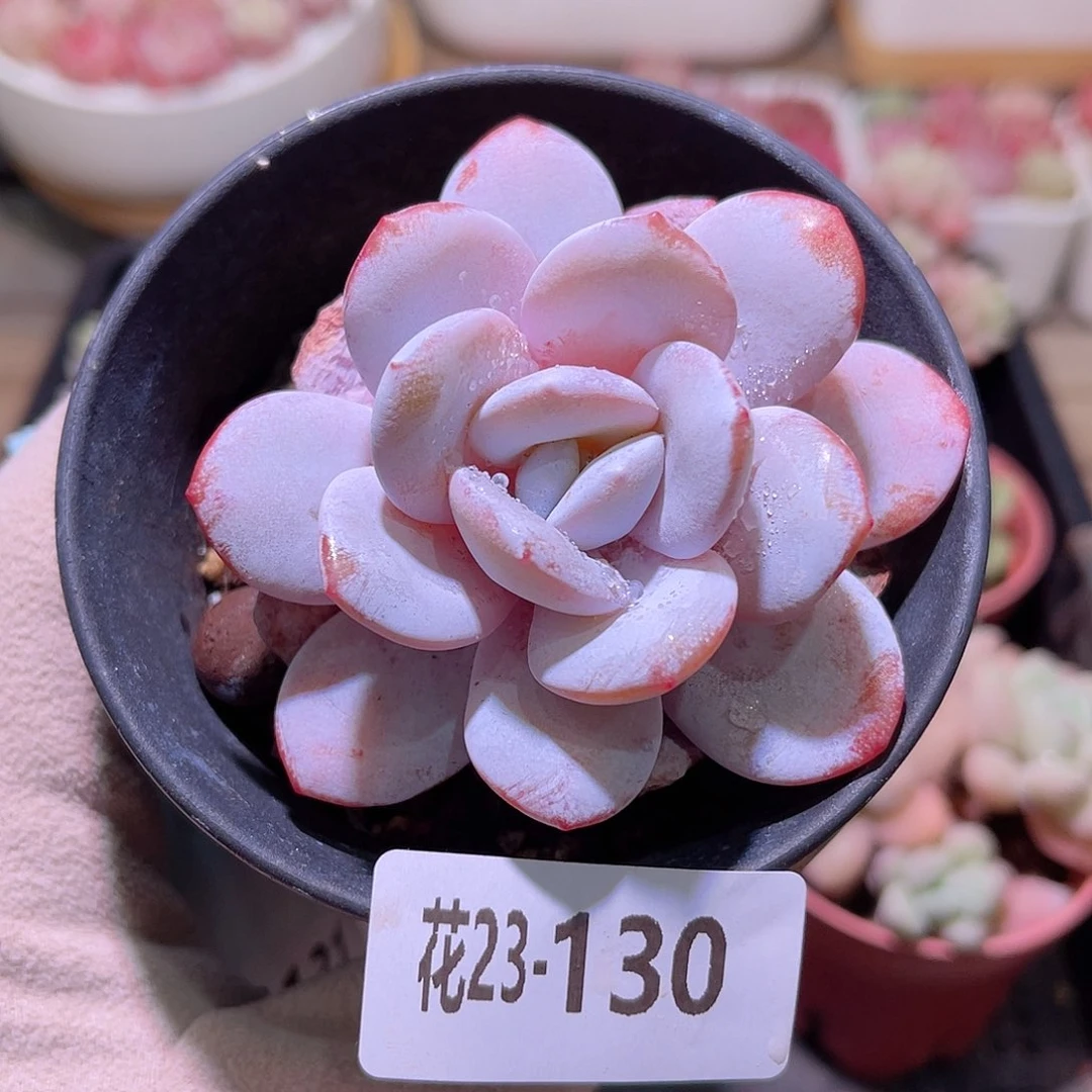 花利美23-130粉雪莲