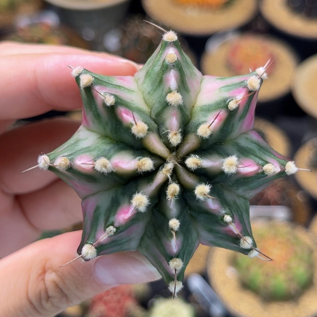 白月光 米哈仙人球