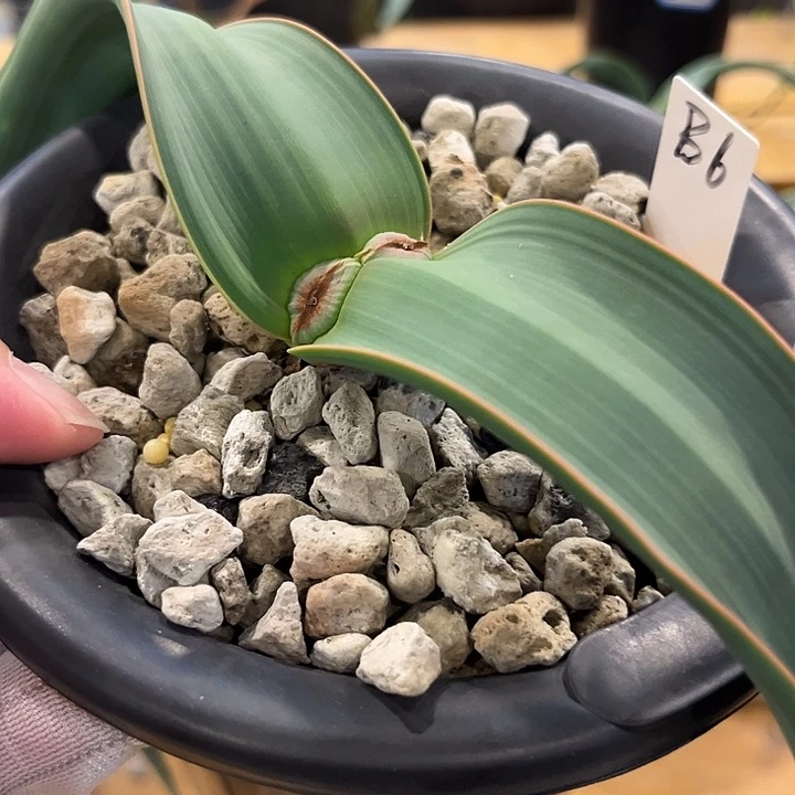 汤圆植物百岁兰B6