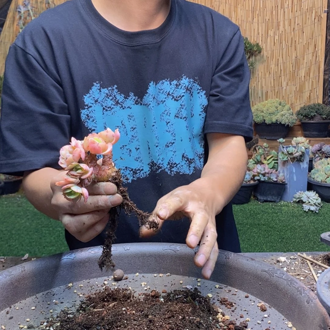 羽*160 号碧桃多肉