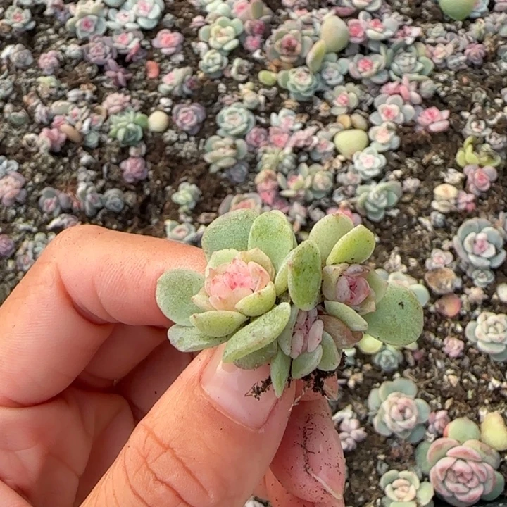 零***壹45号绝绝子多肉一盒