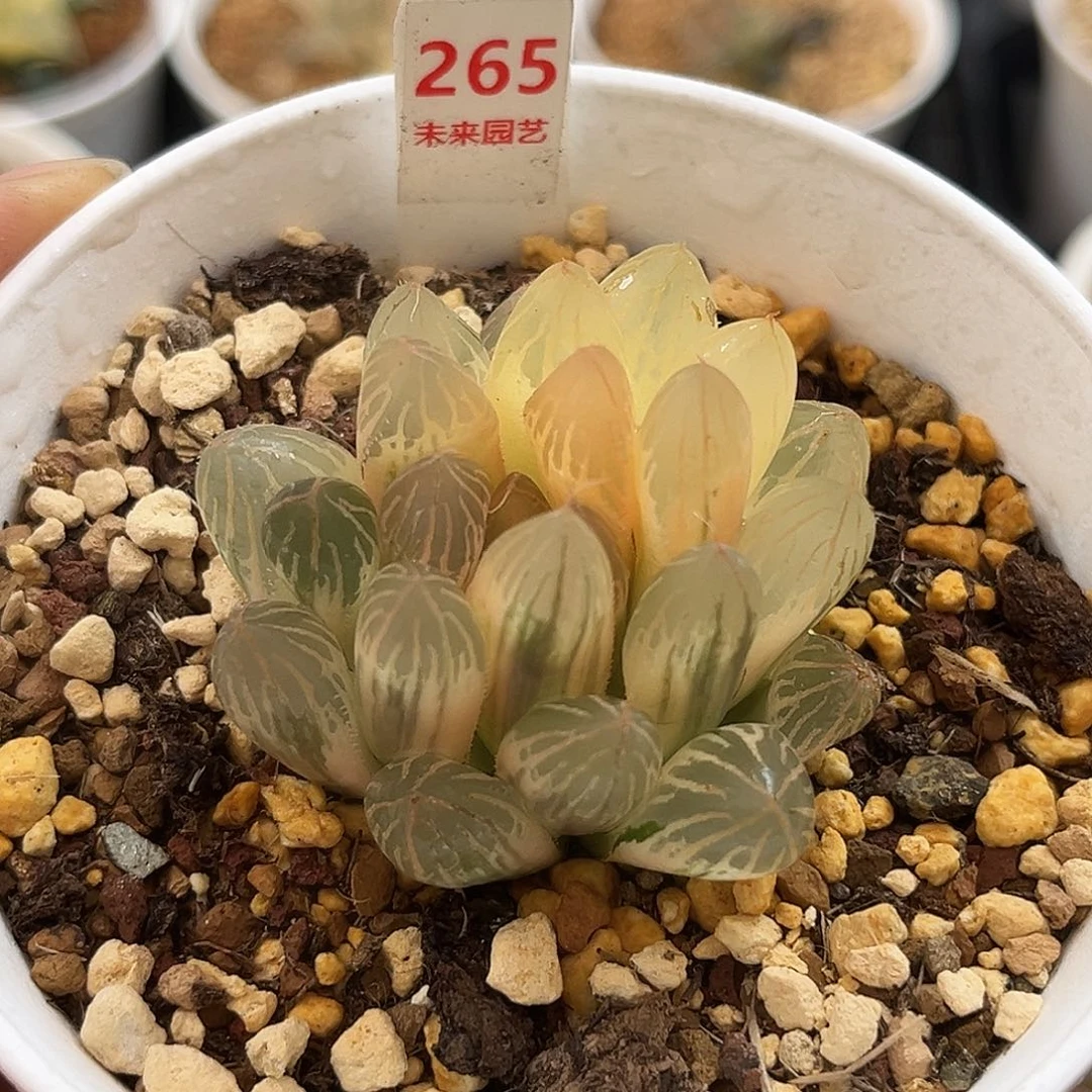 265糊斑胭脂玉露锦