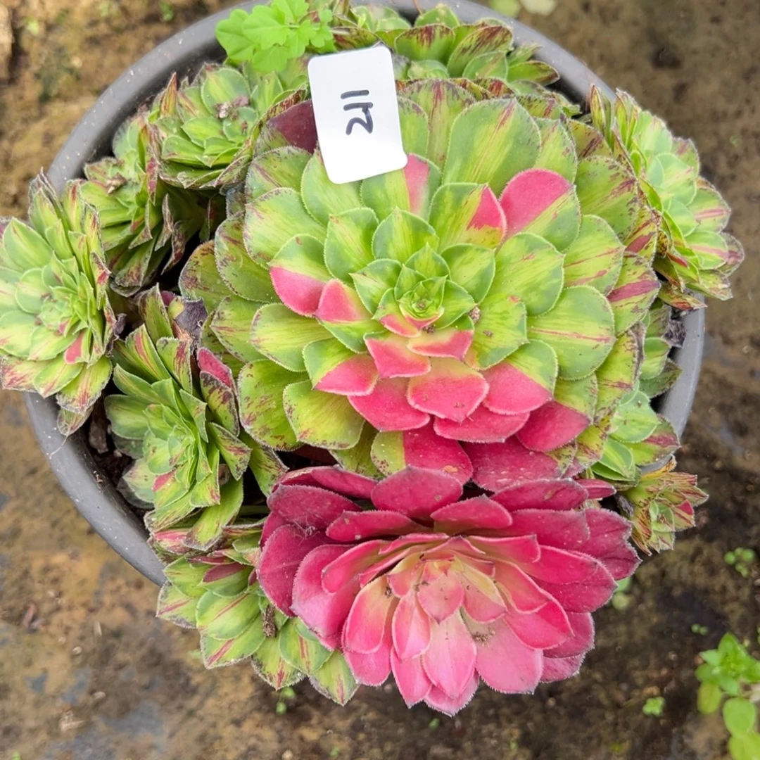 211知否多肉植物一紫