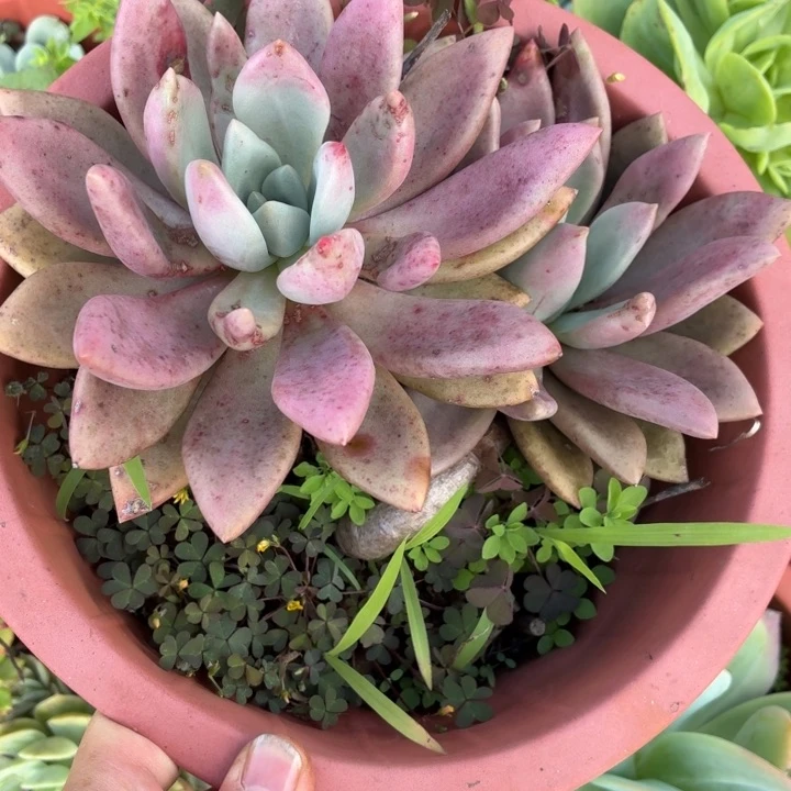 桃花源。。。。。。。。。。。。。。。。。