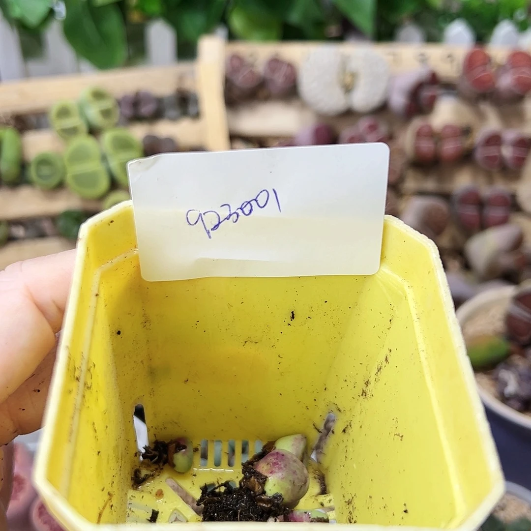 无花朵好***！923001/拿铁多肉植物馆