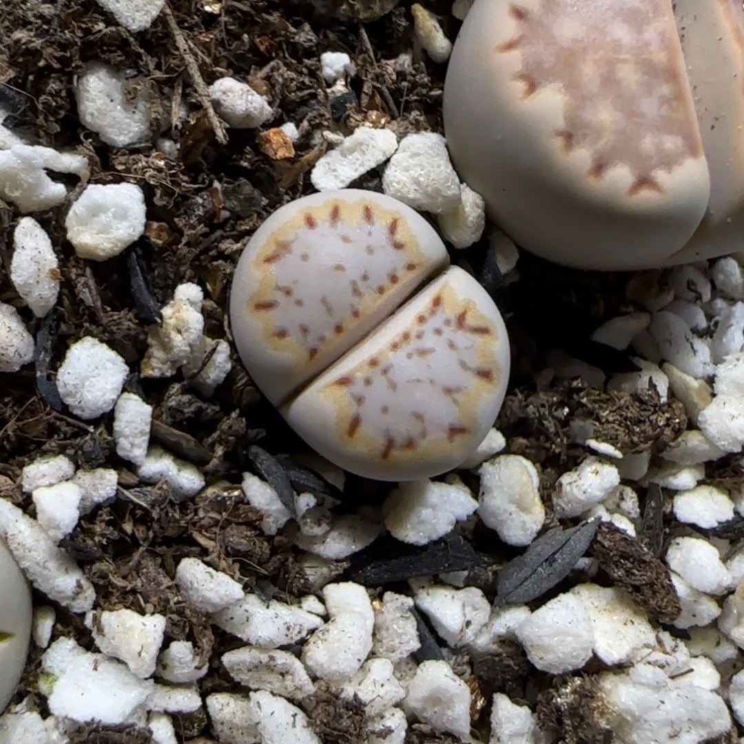 12.10。     .015饼干。    2056