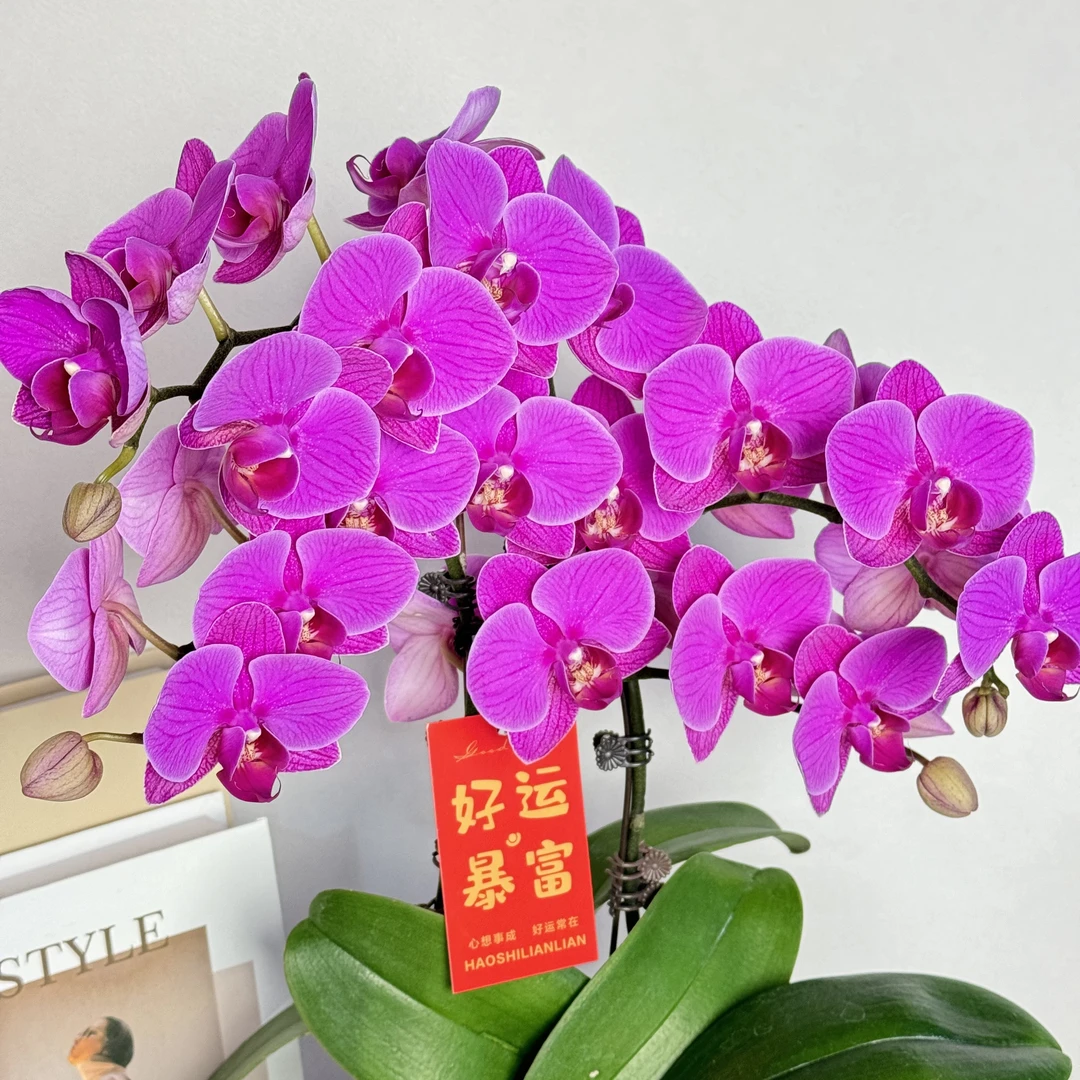 蝴蝶兰【福星】单颗年宵花粉色蝴蝶兰新手推荐 好养耐养
