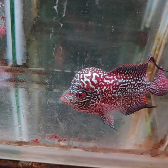 罗汉鱼2222222222222