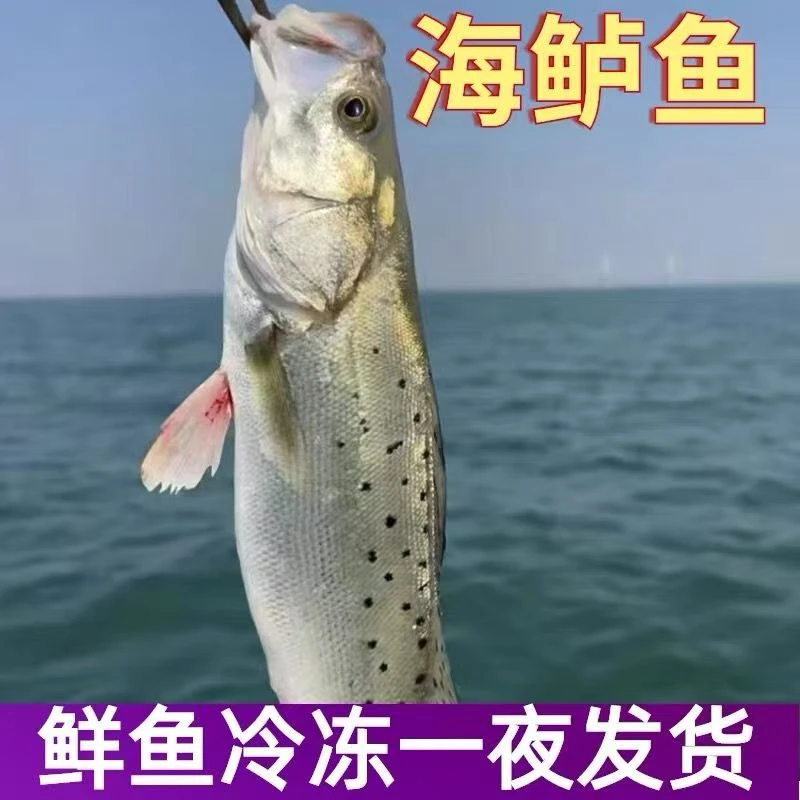 福建正宗纯野生内海 大鲈鱼 大红鱼红古鱼  顺丰包邮