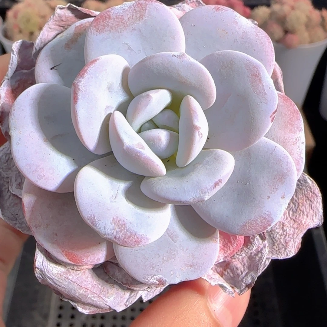 多肉0101-228雪莲