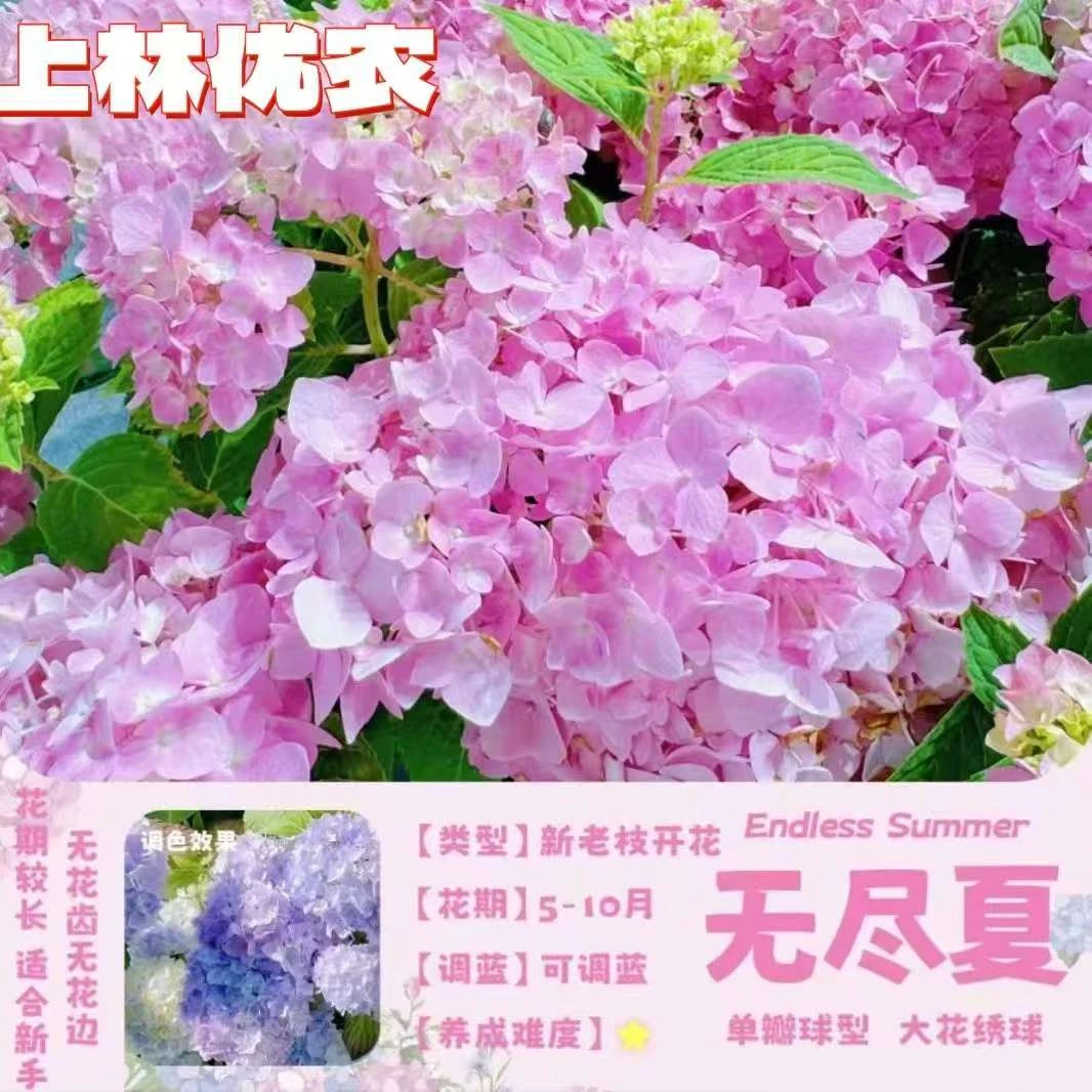 【基地直发】粉色无尽夏绣球原土原盆带花苞大花绣球花期长