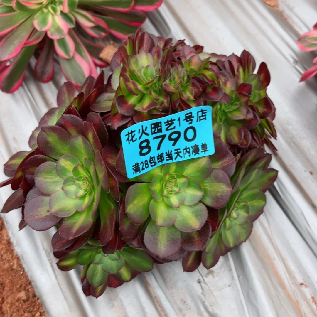 抹茶缀8790多肉植物