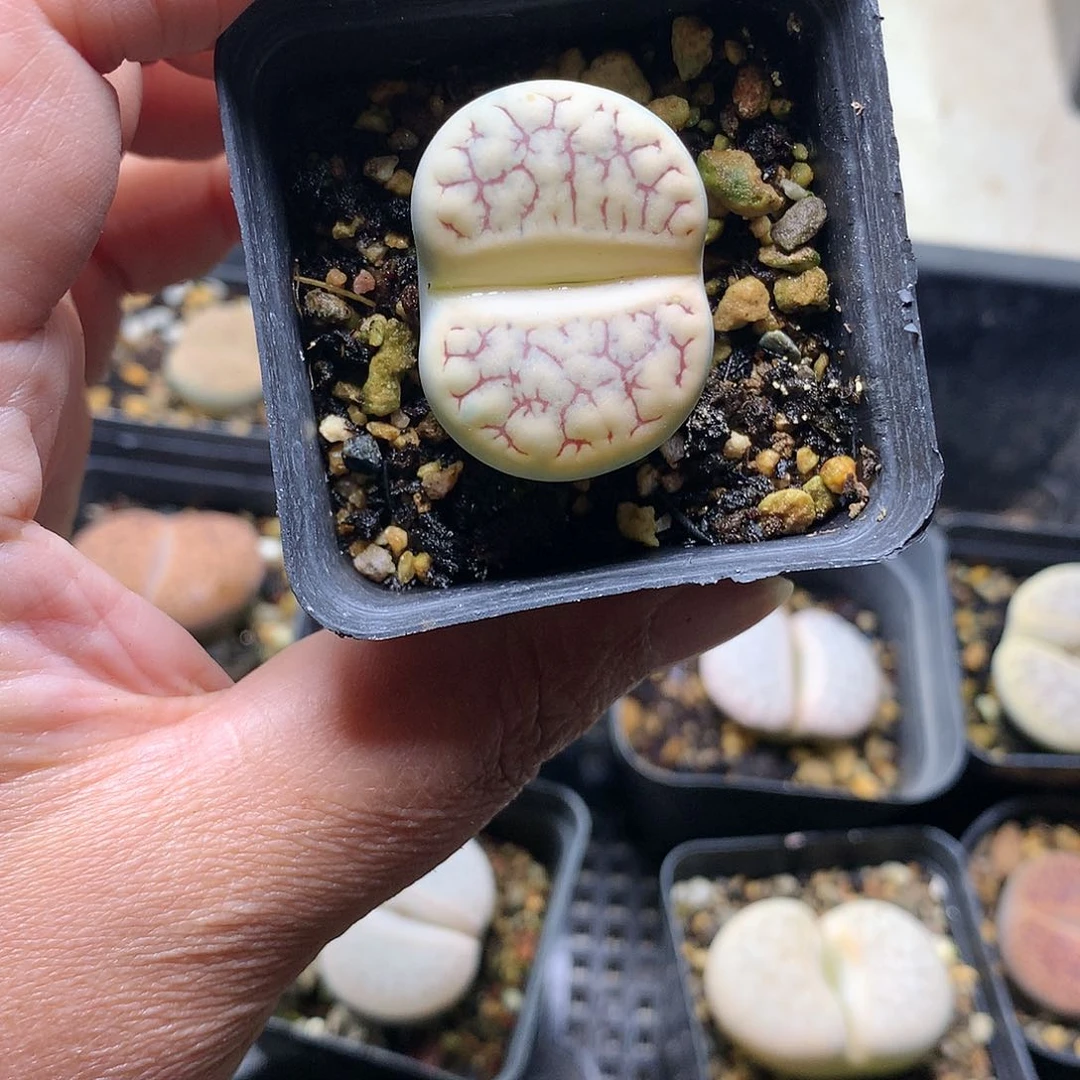 猫*E259多肉植物保护研究所