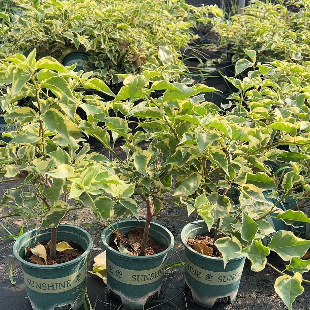 大部分花苞少量开放蜡染粉掌中宝一颗