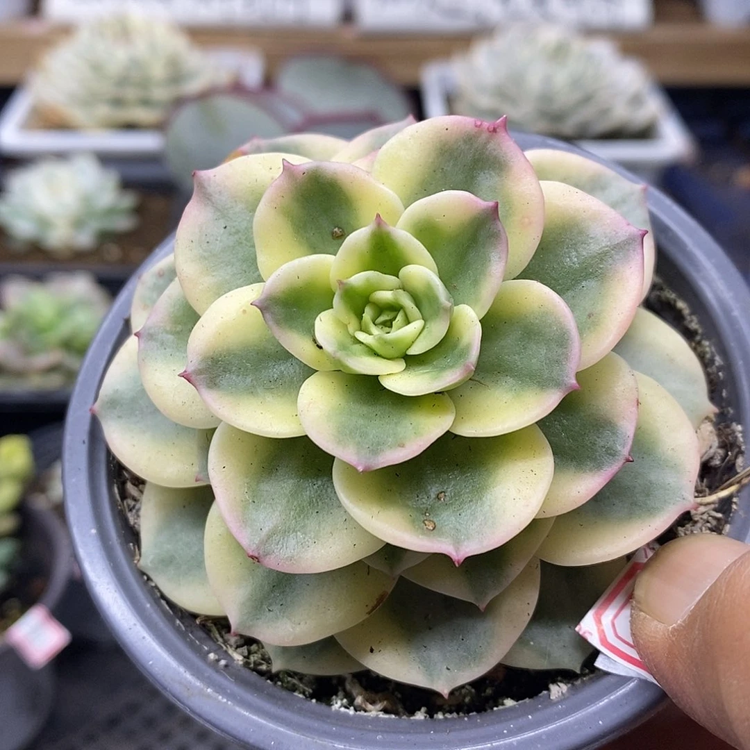 17128 蜡牡丹白覆轮锦
