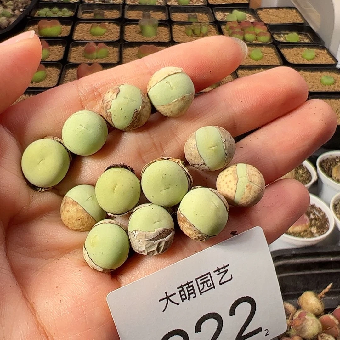 一物一拍        222