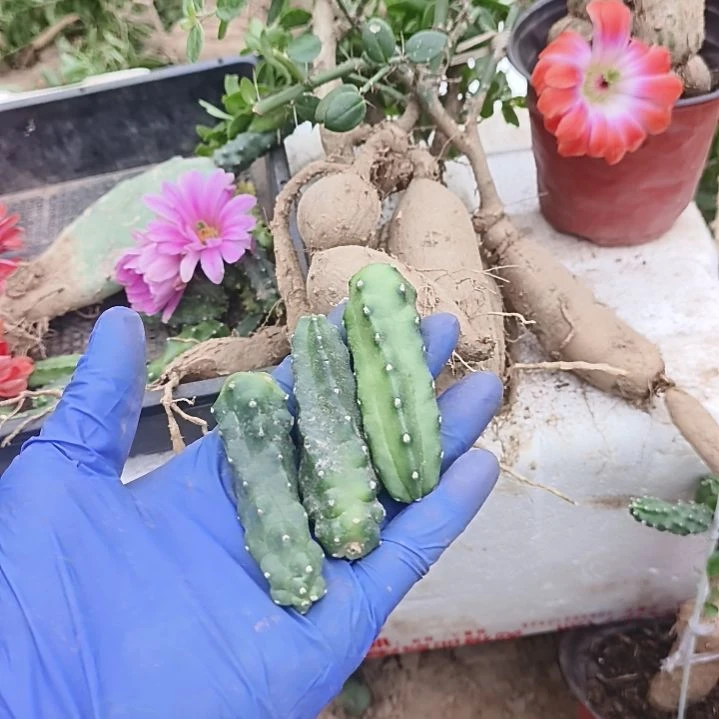 悠***2两种粉花加新品红水仙共3个侧芽