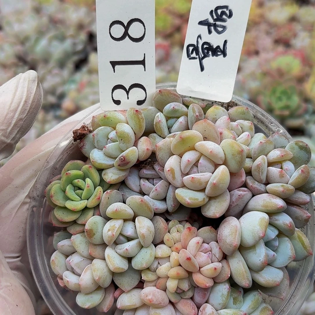 多肉植物多肉植物318量拍