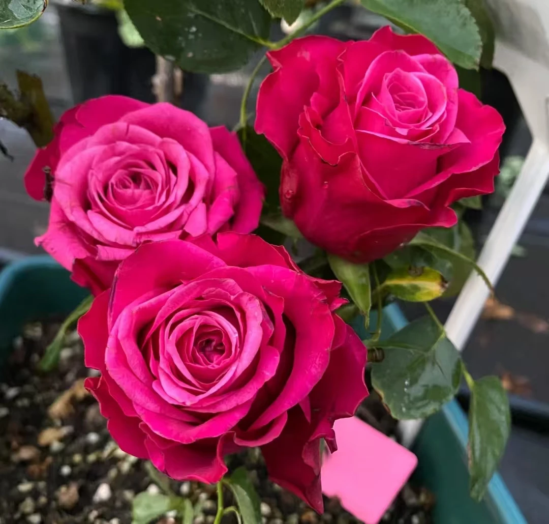 苏珊根接新品大苗四季灌木月季