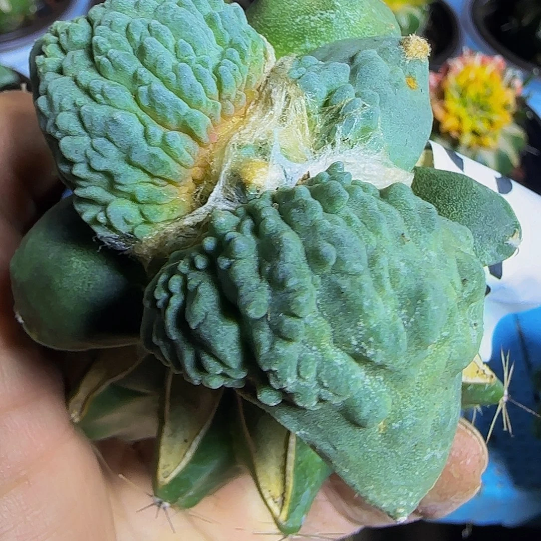 怒涛543仙人球开花啦