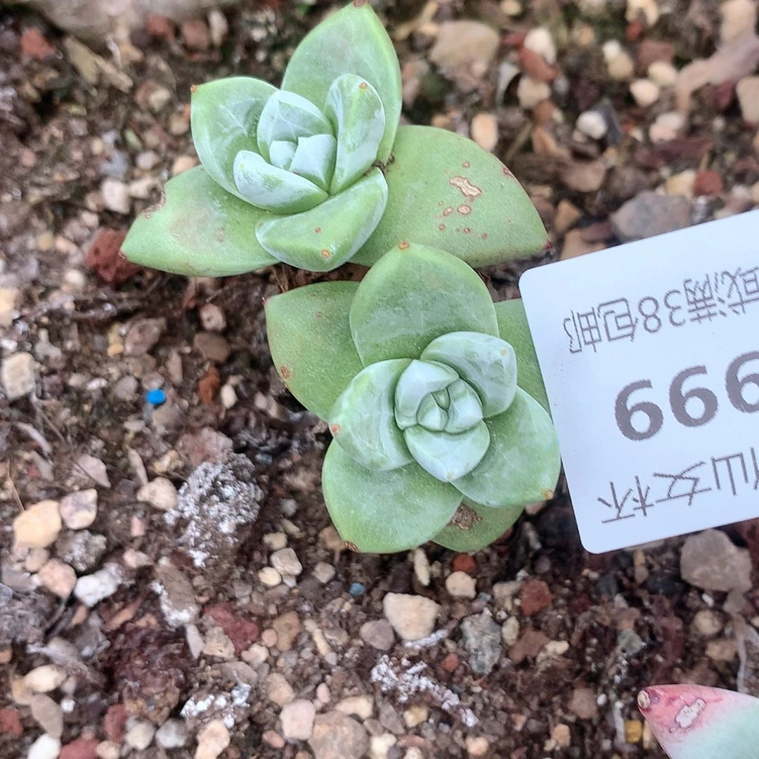 喜***阳8999苹果叶仙女杯多肉