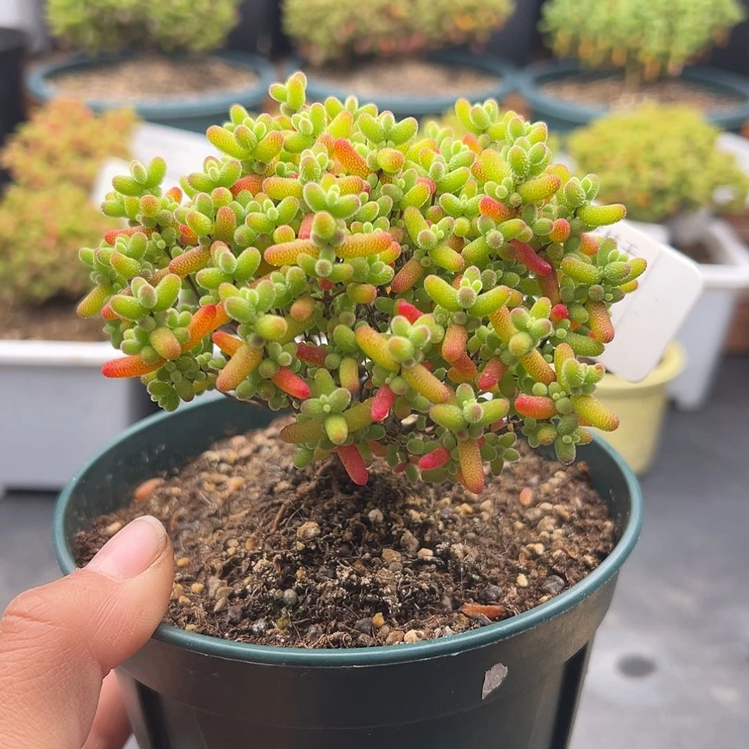 23号金桔糖球1.3多肉