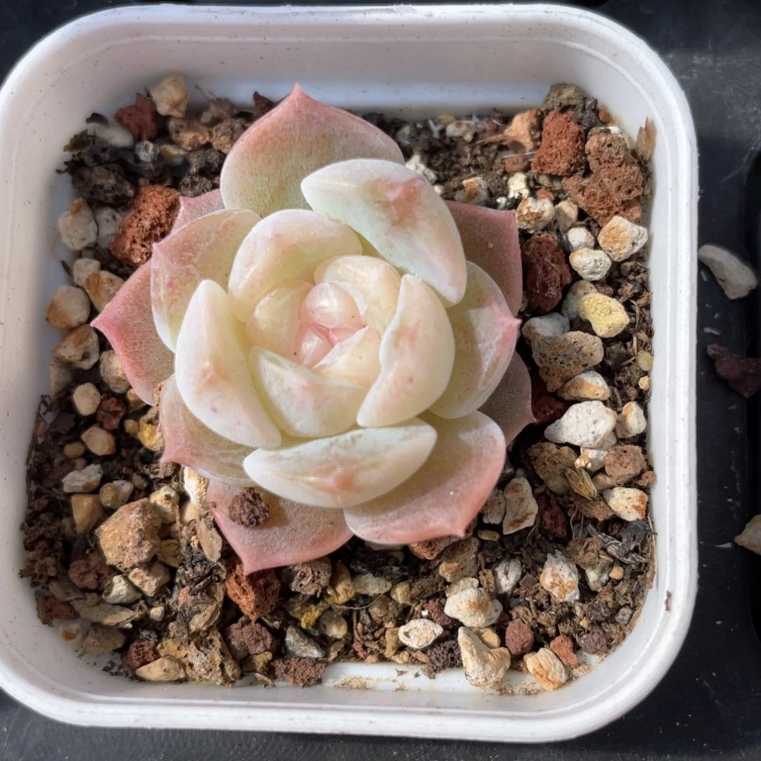 优选珍妮Z福利1137