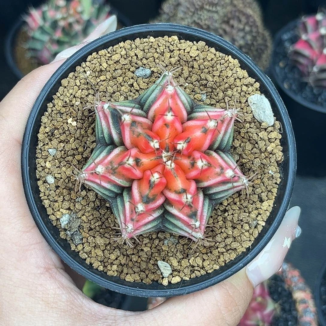 158 带盆土发货