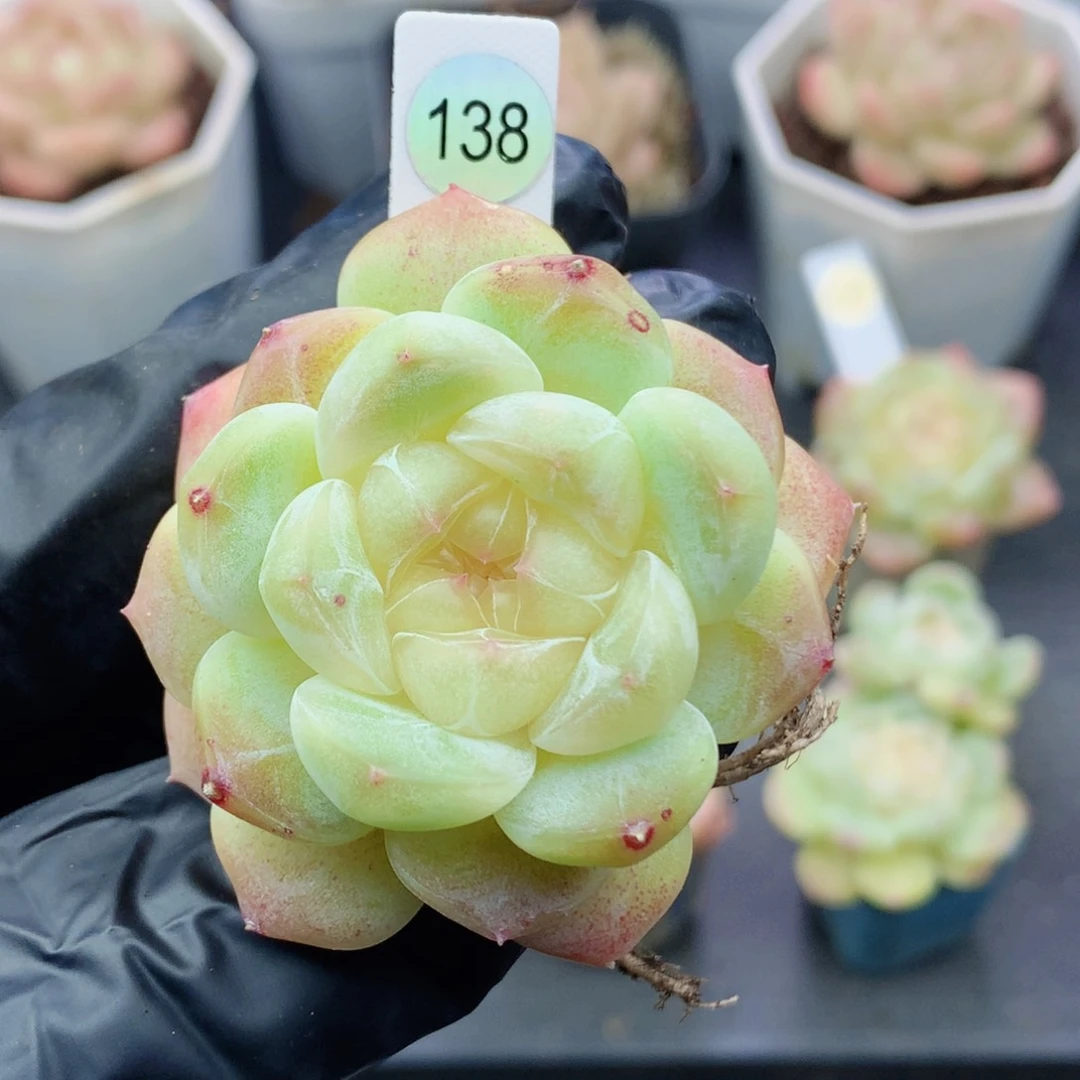 琉璃蜜盏58包邮  群生不包整138