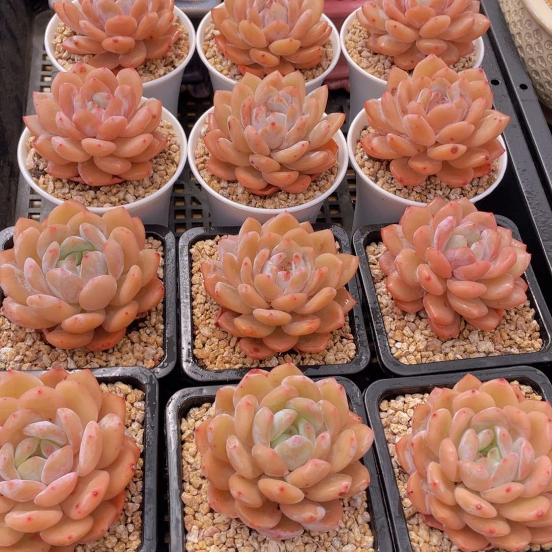 量拍9号 冰透雪天使梦露大单头一个