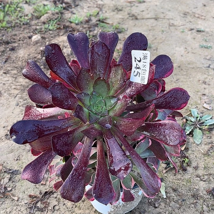 245金丝雀阴阳手捧西