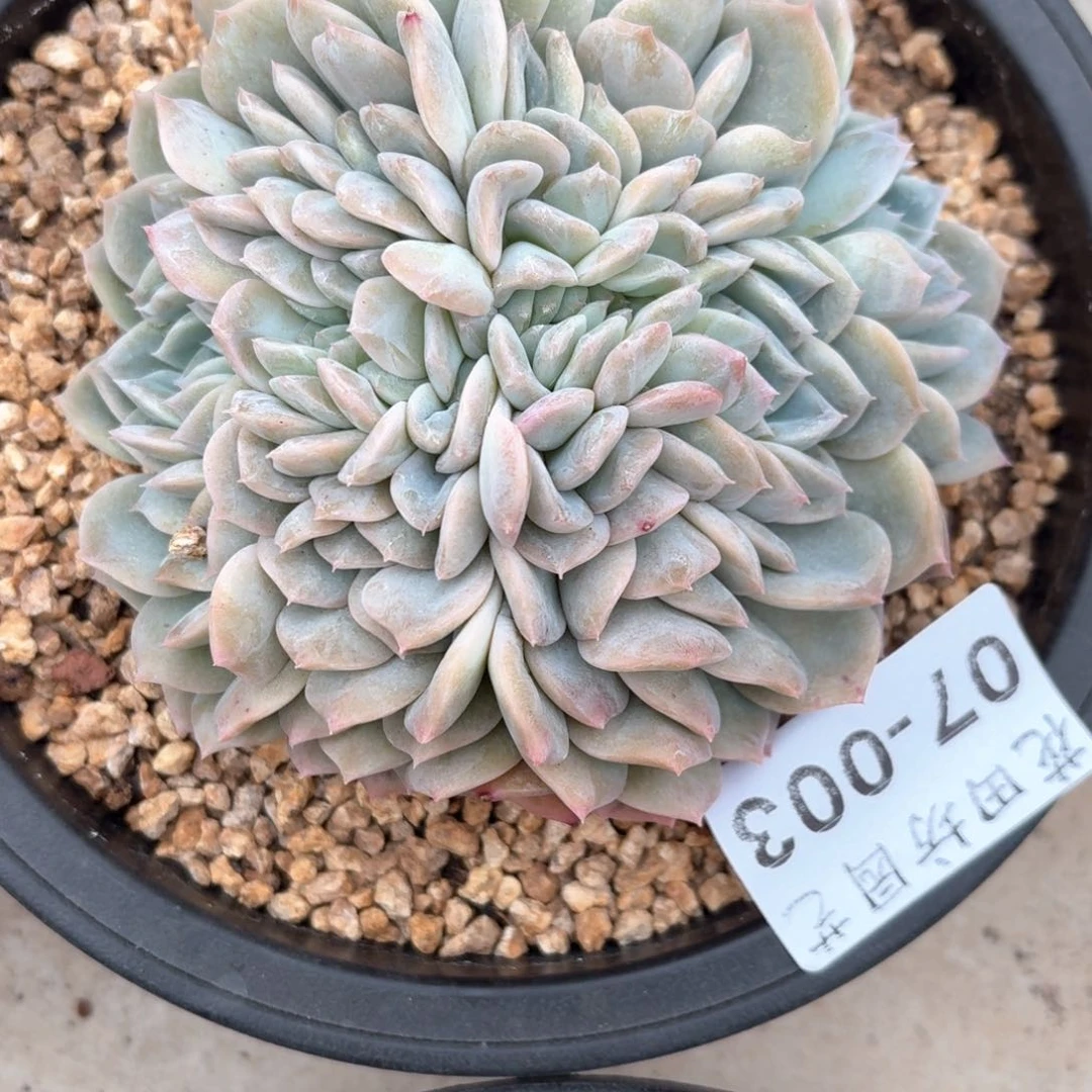 07.003冰魄缀化一个