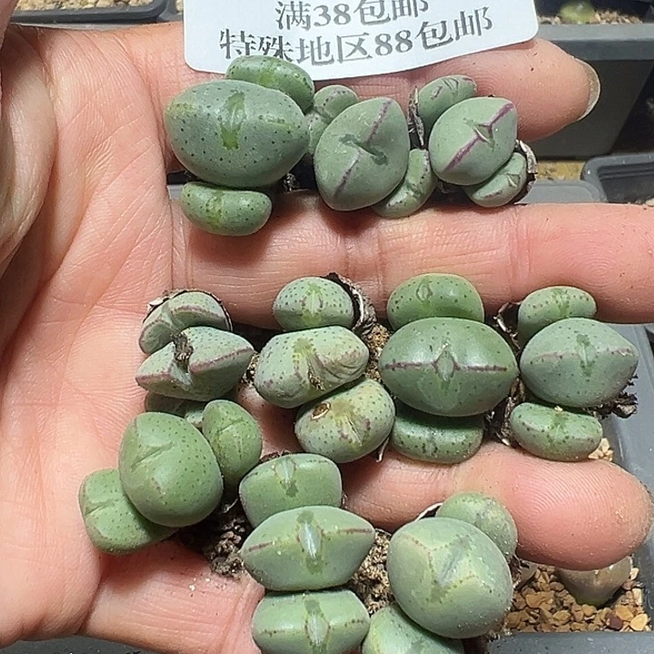 179号福利少将10个多肉植物