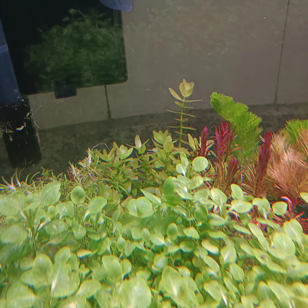 粉红虎耳水下叶水草打造鱼缸造景中后景自来水淡水养殖